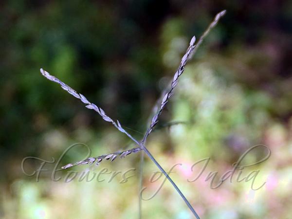 Pangola Grass