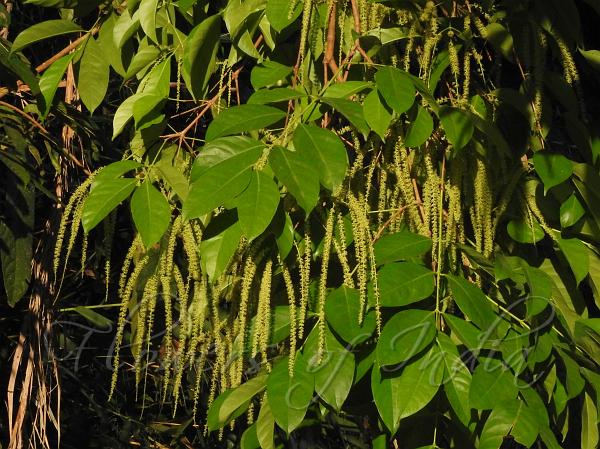 Panicled Crypteronia