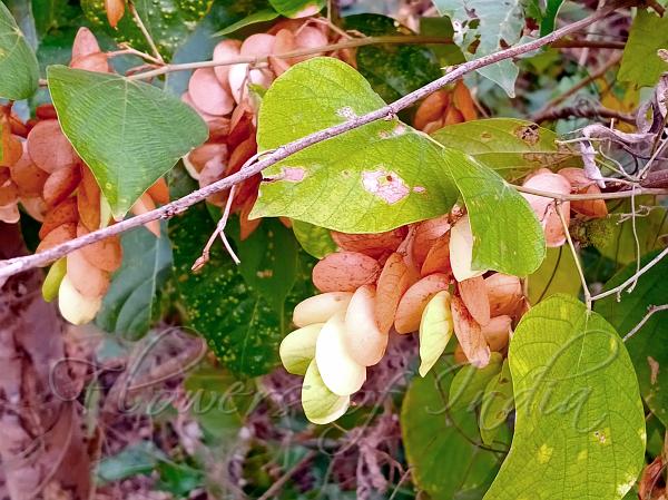 Papery Wild Hops