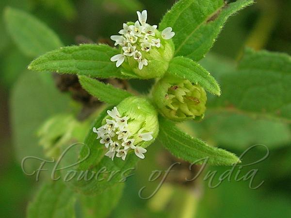Para Cress Flower