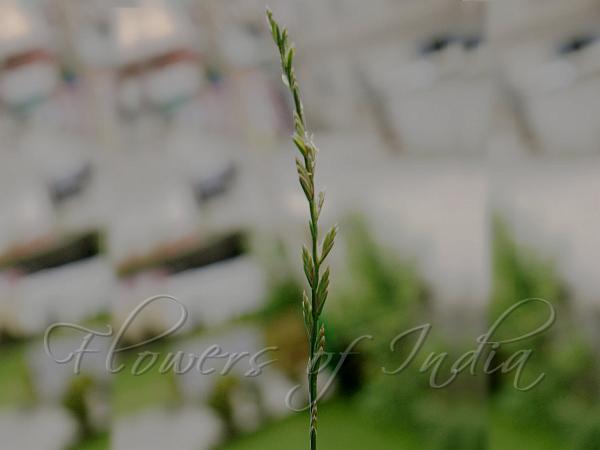 Perennial Ryegrass