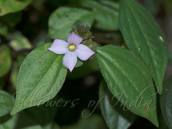 Persian Violet Melastome