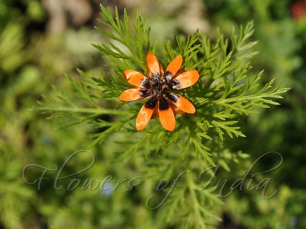 Pheasant's Eye