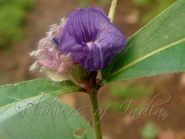 Pin Cushion Plant