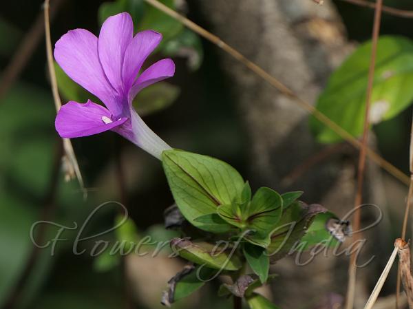 Pink Bush-Violet