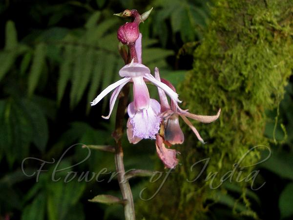 Pink East-Himalayan Calanthe