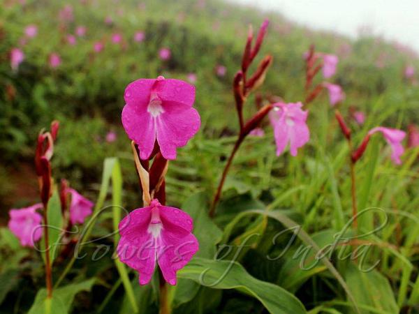 Pink Orchid Ginger