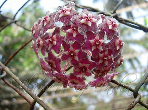 Pink Silver Wax Flower
