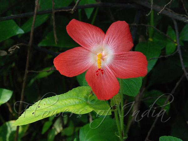 Pink Swamp Mallow