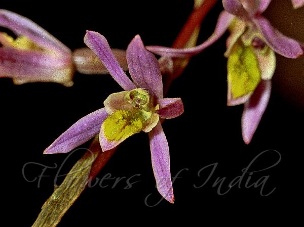 Pink Thicklip Orchid