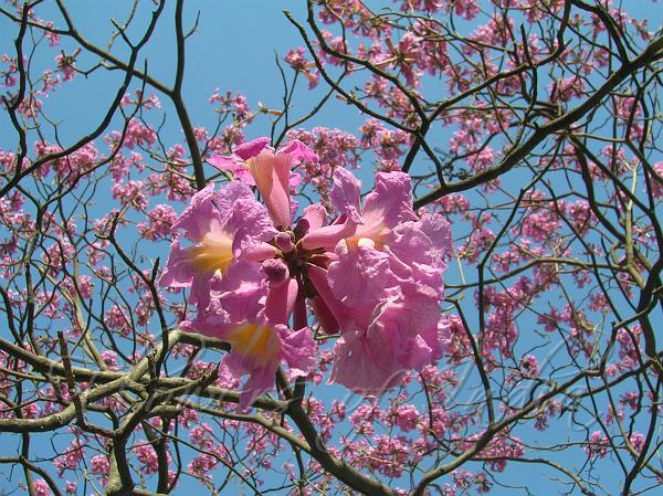 Pink Trumpet Tree