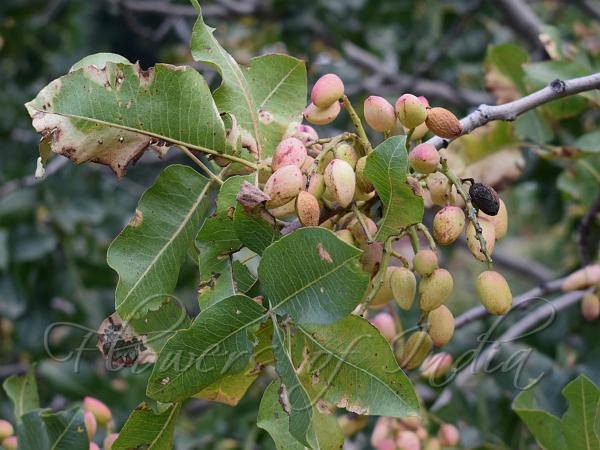 Pistachio