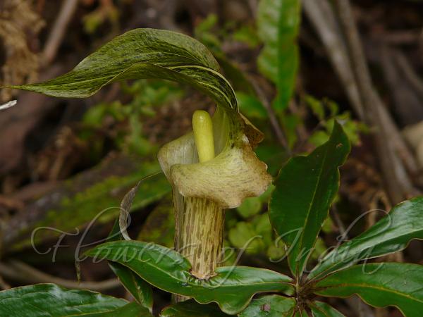Pitcher Cobra Lily
