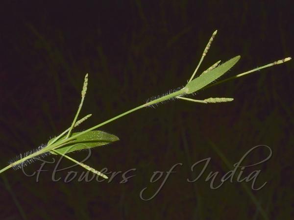 Pitscale Grass