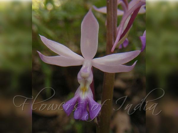 Plantain Calanthe
