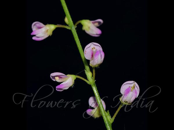 Podocarp Demodium