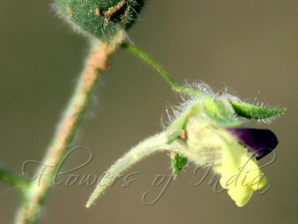 Pointed Toadflax