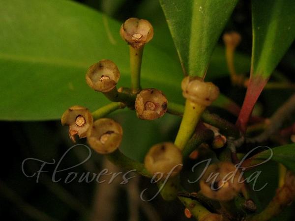 Pointed-Leaf Coralberry