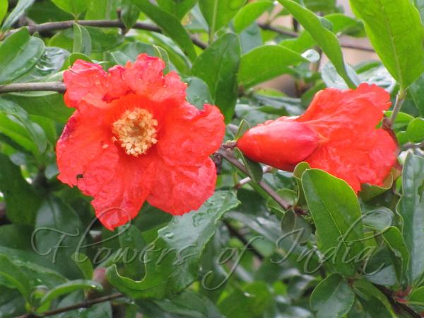Pomegranate