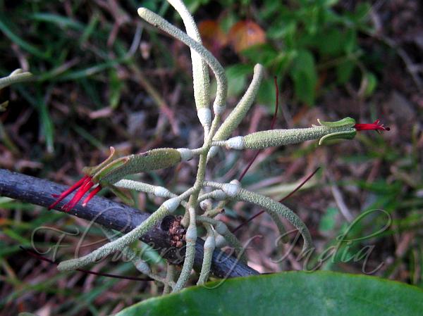 Powdery Mistletoe