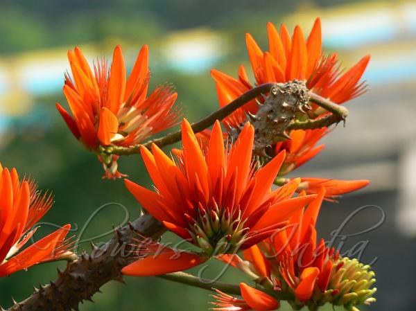 Prickly Coral Tree