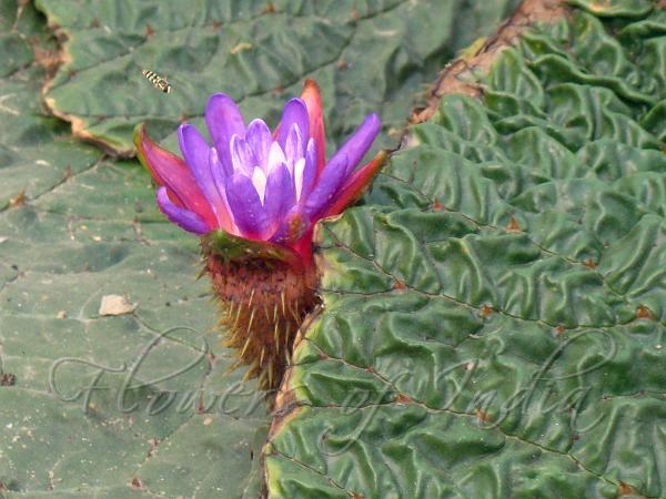 Prickly Waterlily