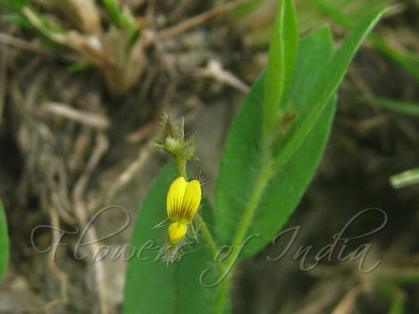 Prostrate Rattlepod