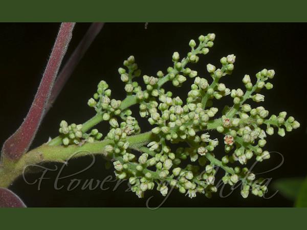 Punjab Poison Oak