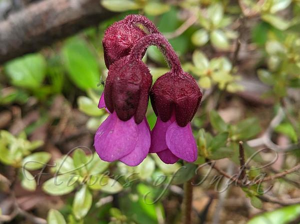 Purple Bergenia