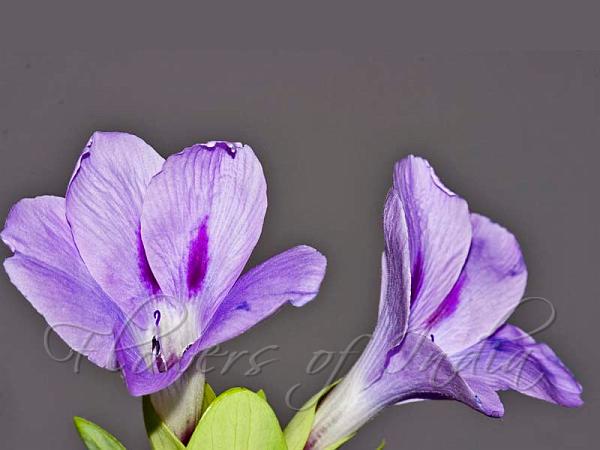 Purple Bush-Violet