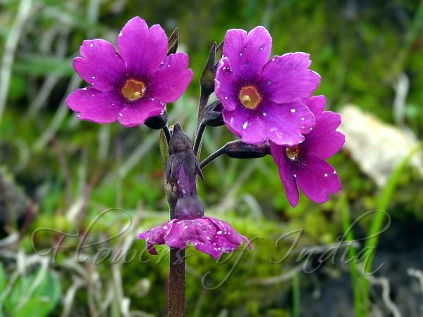 Purple Golden-Eyed Primrose