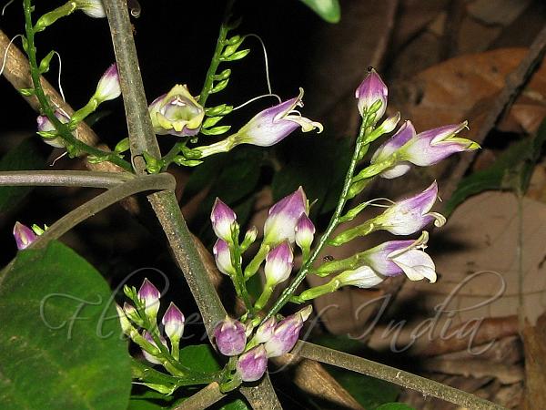 Purple Gymnostachyum