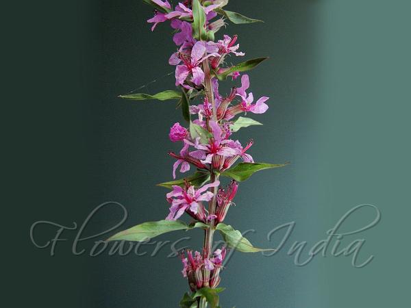 Purple Loosestrife