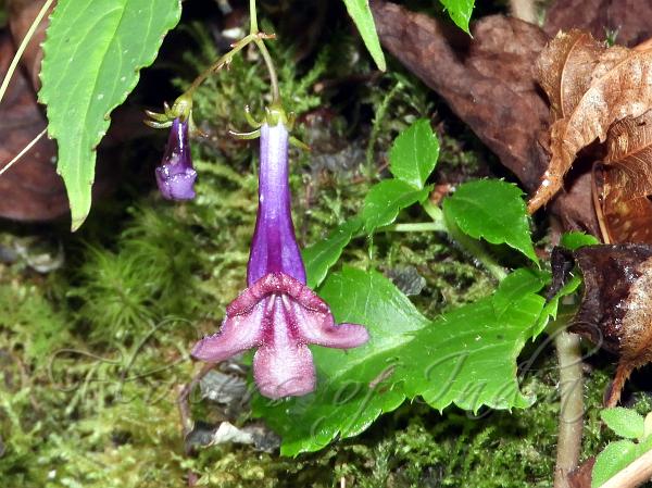 Purple Lysionotus