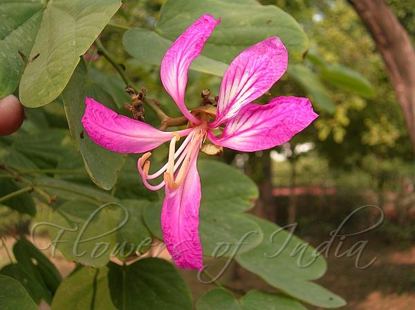 Purple Orchid Tree