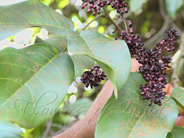 Purple Palas Climber
