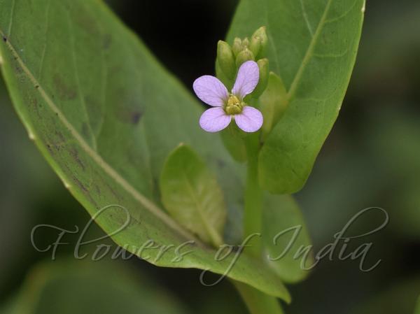 Purple Penny-Cress