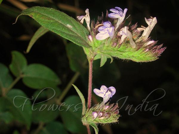 Purple Stem Scaly-Ball