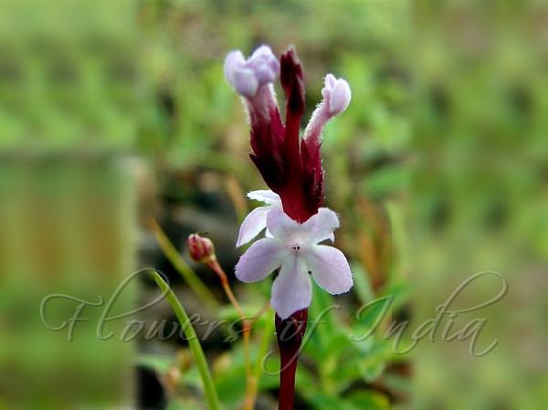 Purple Witchweed