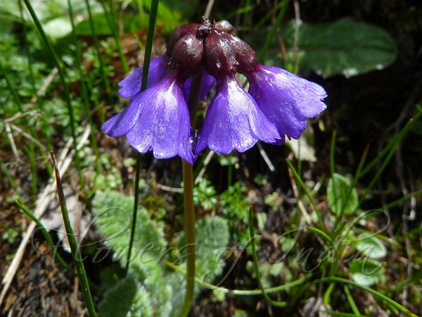 Purple-Bells Primrose