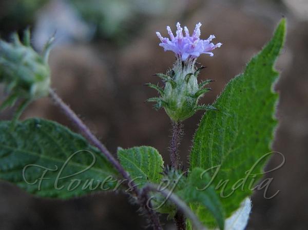 Purple-Flower Leafhead