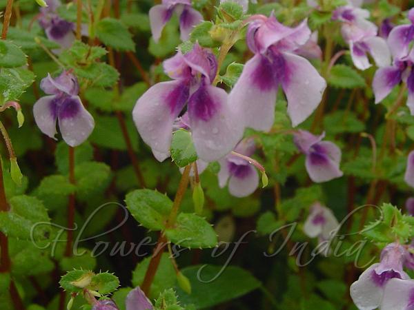 Purple-Throat Balsam