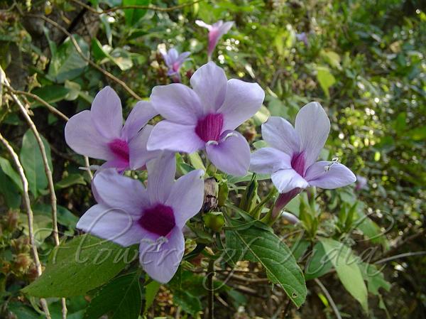 Purple-Throated Bush-Violet