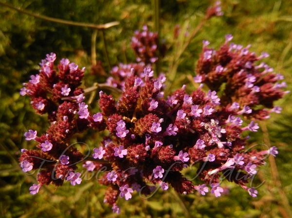 Purpletop Vervain