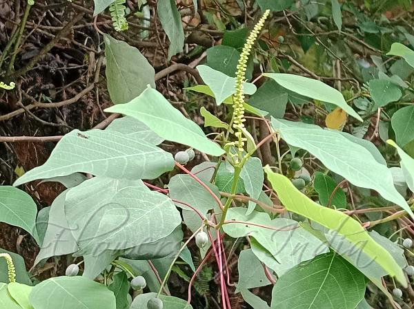 Queensland Poplar