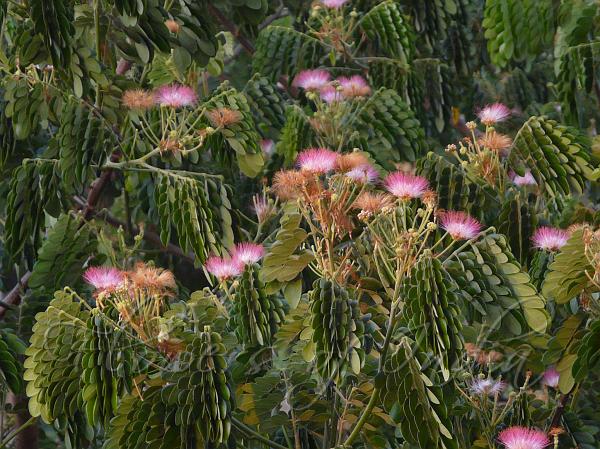 Rain Tree