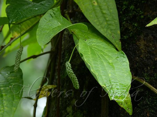 Ramie-Leaf Pepper