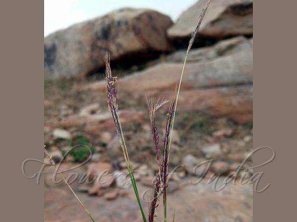 Rat-Tail Grass
