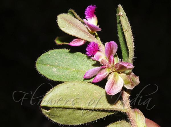 Rattlepod Milkwort