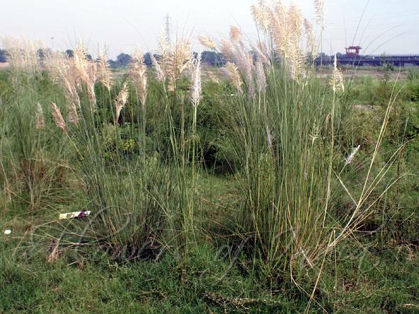 Ravenna Grass